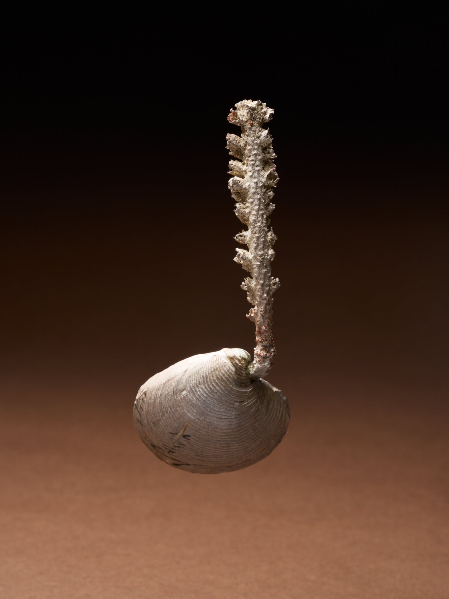 CUCCHIAINO DI AGOSTO